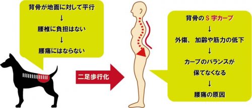 腰痛は人間の宿命！？二足歩行から起きる症状と原因についてご紹介 ...